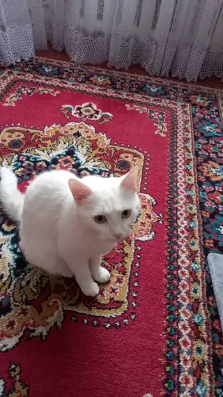 Найдена кошка в Солигорске — Здравствуйте. 2 августа потерялась белая кошка в районе Богомолова 14. Выпала с балкона и убежала…