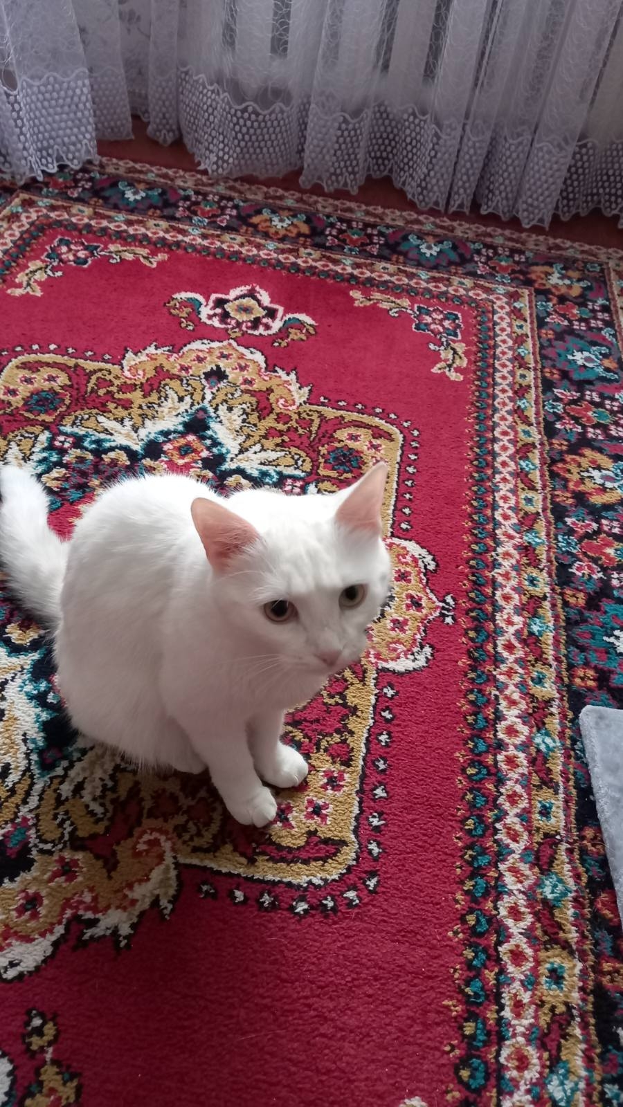 Найдена кошка в Солигорске — Здравствуйте. 2 августа потерялась белая кошка в районе Богомолова 14. Выпала с балкона и убежала…