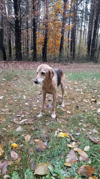 Найдена собака в Солигорске — Видели собаку в солигорском лесу, похожа на гончую или охотничью породу, может потерял кто.