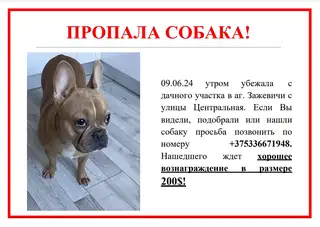 Найдена собака в Солигорске — фото объявления
