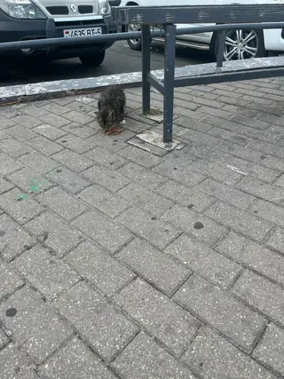 Найдена кошка в Солигорске — Может кто потерял котенка. Игривый красивый… может кто заберет. Возле грошика