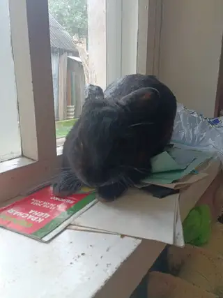 Объявление о питомце в Солигорске — фото объявления