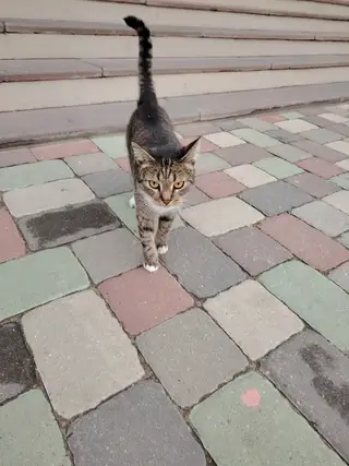 Найдена кошка в Солигорске — Может кто-то потерял или ищет котика? Очень ласковый, идёт к рукам. Бегает возле магазина…