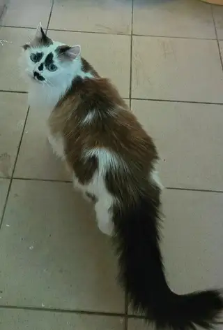 Найдена кошка в Солигорске — Здравствуйте. Потерялся кот, около недели назад,в районе ул. М.Горького.На тот момент был…