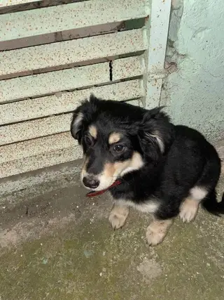 Найдена собака в Солигорске — фото объявления
