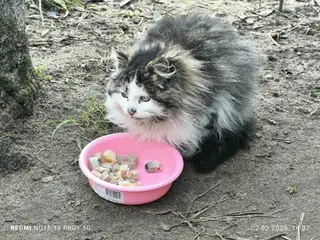 Найдена кошка в Солигорске — Здравствуйте. Может кто потерял котёнка? Появился в деревне Заглинное Солигорского района, раньше…