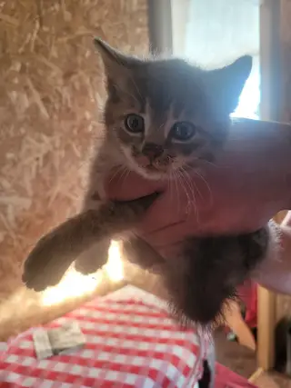 Найдена кошка в Солигорске — Здравствуйте.
