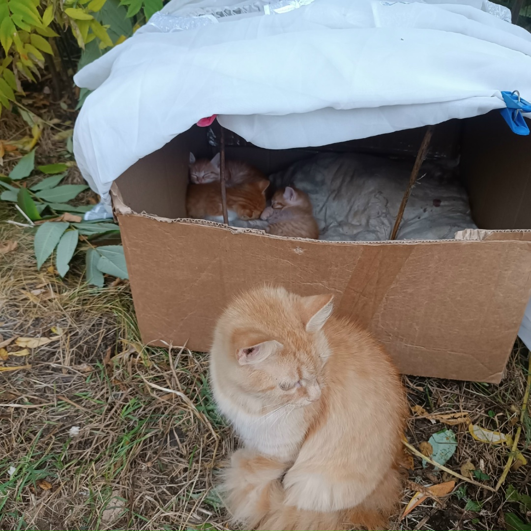 Найдена кошка в Солигорске — SOS!!! 🆘🆘🆘🆘🆘🆘🆘🆘🆘🆘
