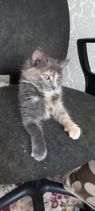 Пропала кошка в Солигорске — Заслонова 95, из 1-ого подъезда пропала кошечка!! Может откликаться на «киса». Месяцев 5-6.