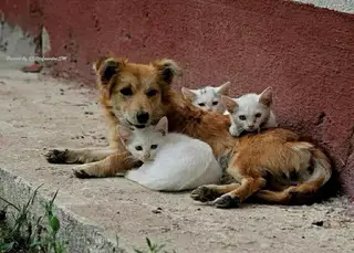 Пропала кошка в Солигорске — Мы - удивительные люди.....