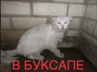 Найдена кошка в Бобруйске — Вот такой котик был спасён из Буксапа месяц назад .