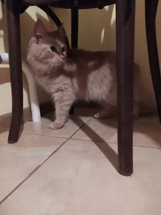 Найдена кошка в Бобруйске — ВСЕВОЛОЖСК! ЛО!🆘🆘🆘ВНИМАНИЕ!‼‼‼НАЙДЕНА КОШКА!‼‼‼