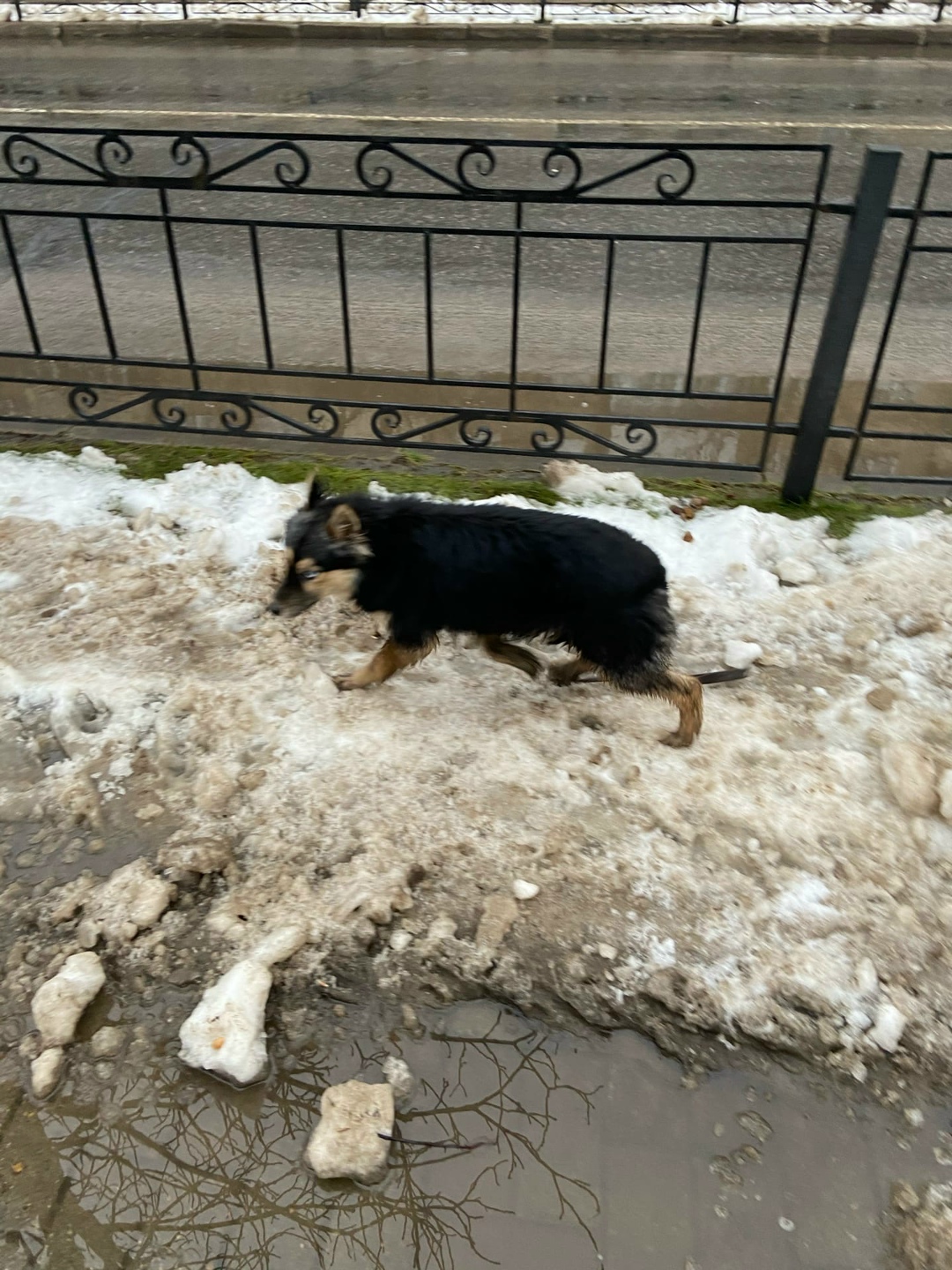 Найдена собака в Бобруйске — Бобруйск, район площади Ленина!