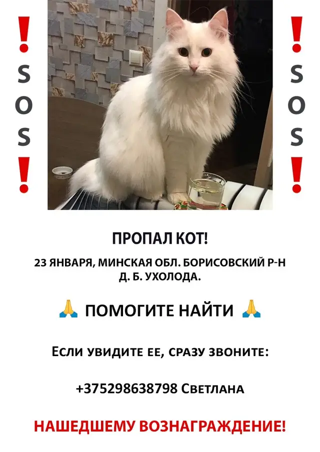 Пропала кошка в Бобруйске — ВНИМАНИЕ ‼️🔎 ПОТЕРЯШКА‼️ПОМОГИТЕ ВЕРНУТЬСЯ ДОМОЙ КОТИКУ!🏠🐈
