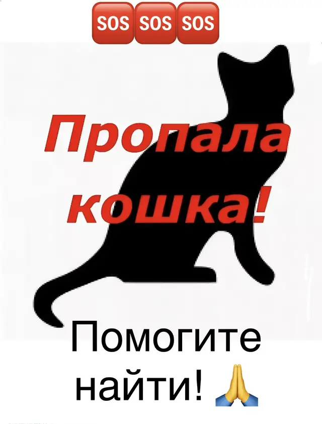 Пропала кошка в Бобруйске — ВНИМАНИЕ! БЕЛАРУСЬ! 🇧🇾 БОБРУЙСК! ПРОПАЛА КОШКА‼️‼️