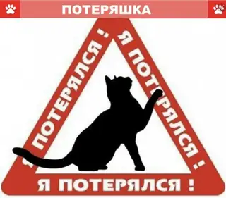 Найдена кошка в Бобруйске — КОТИК НАЙДЕН! 😊 СПАСИБО ВСЕМ КТО ПОМОГАЛ ИСКАТЬ! ❤️❤️❤️