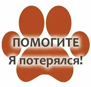 Найдена кошка в Бобруйске — БОБРУЙСК! ВНИМАНИЕ ‼️ПОТЕРЯШКА! 🔎