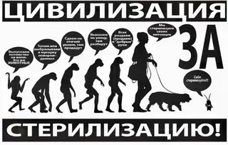 Найдена кошка в Бобруйске — МЫ ЗА СТЕРИЛИЗАЦИЮ! 👍👍👍