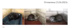 Найдена кошка в Бобруйске — Друзья! Вчера , 1 июля состоялась отправка хвостиков 🚘 в Россию. По плану должно было ехать 9…