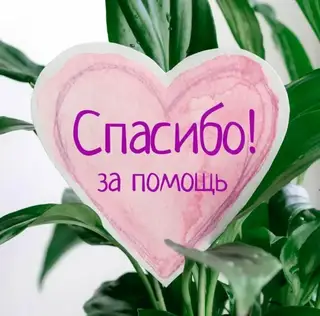 Найдена кошка в Бобруйске — Хорошие новости. Котик, найденный в феврале, https://m.vk.com/wall-195758213_6262