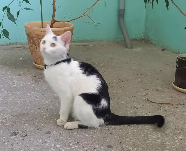 Найденная кошка в Горках: Вот такой котик в ошейнике уже 2 недели выживает в одном из подъездов в верхних печерах. Улицы боится, а с… Найдена кошка в Горках — Вот такой котик в ошейнике уже 2 недели выживает в одном из подъездов в верхних печерах. Улицы боится…