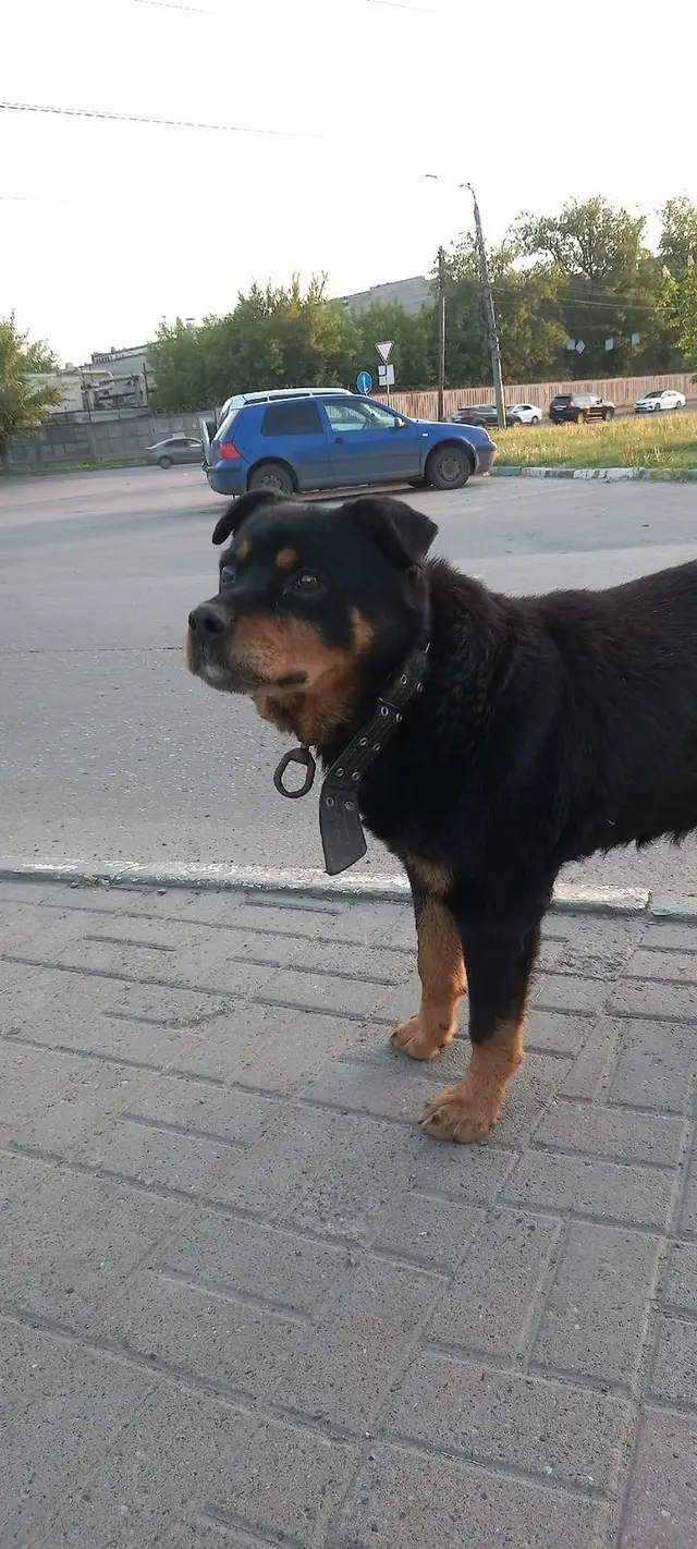 Найдена собака в Горках — Сегодня 01.06.24, примерно в 19:50 видели собаку, вроде ротвейлер (не сильно разбираюсь), кобель, с…