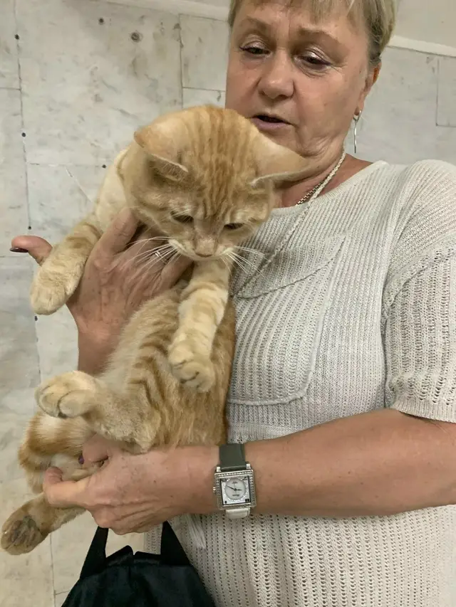 Найдена кошка в Горках — фото объявления