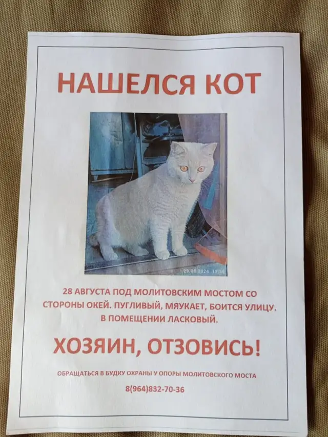 Найдена кошка в Горках — фото объявления