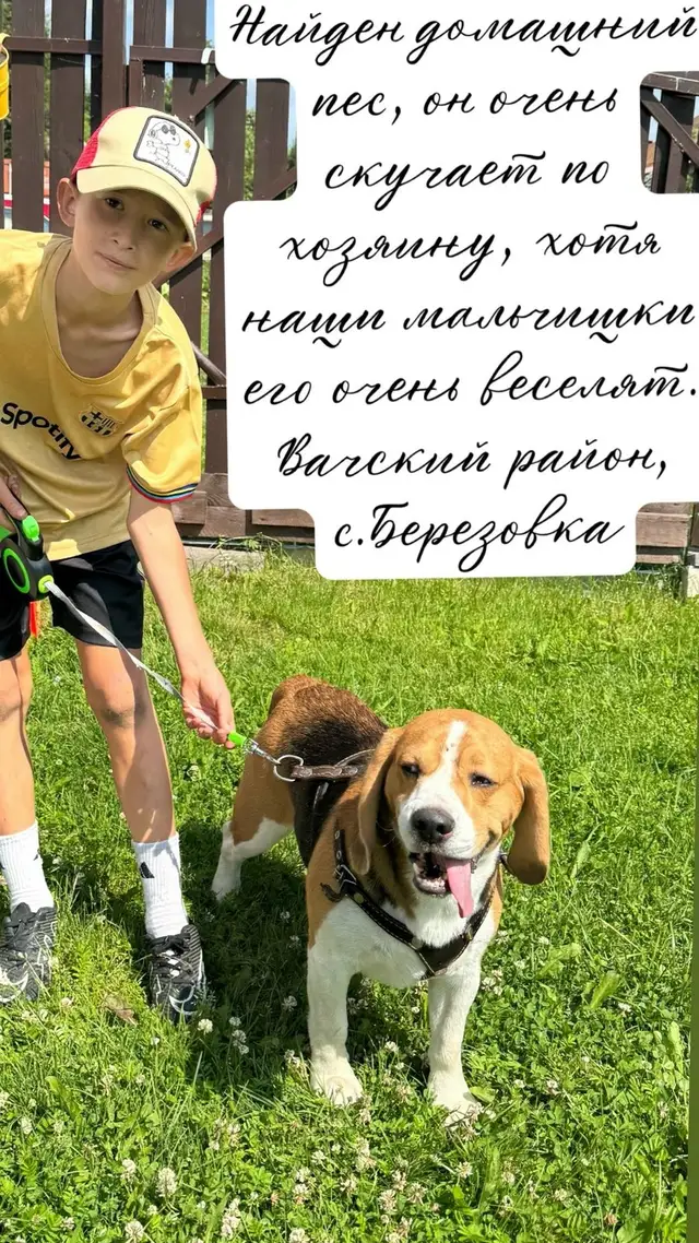 Найдена собака в Горках — В Ниж.обл, Вачский район, с. Березовка третий день бегает собака бигль. Мальчик! Очень ждет своего…