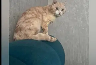 Пропала кошка в Новополоцке — фото объявления