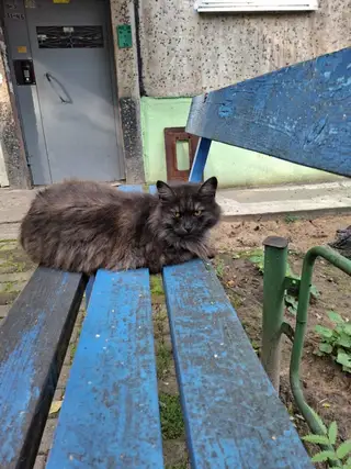 Найдена кошка в Новополоцке — Новополоцк, Калинина 11 . Кто-нибудь что-то знает про эту кошку ?
