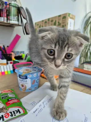Найдена кошка в Новополоцке — Добрый день. Сегодня утром на молочке в подъезде дома 38 нашли кошку. Ласковая, домашняя, приучена…