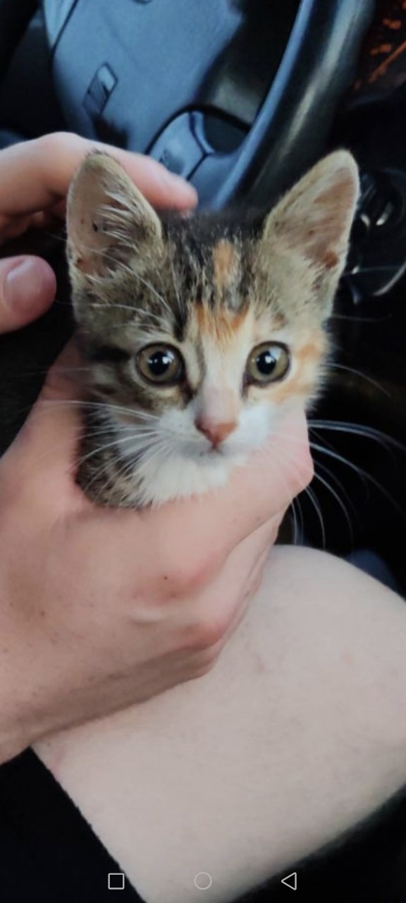 Найдена кошка в Новополоцке — Здравствуйте. Найдены котята.