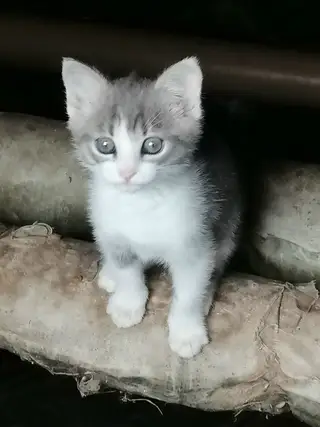 Найдена кошка в Новополоцке — Нужен дом котёнку. Мальчик 2 - 2,5 месяца. Был подобран в подвале. Ручной. В лоток пошёл сразу.