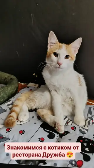 Найдена кошка в Новополоцке — КОТИК ЛАВРИК