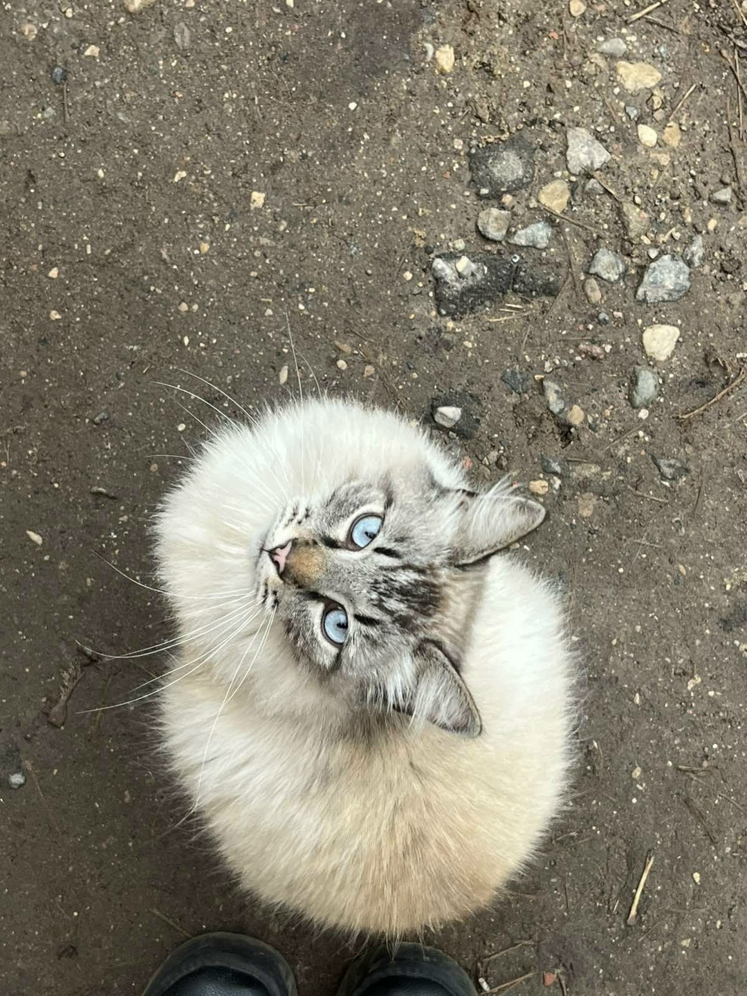 Пропала кошка в Новополоцке — фото объявления