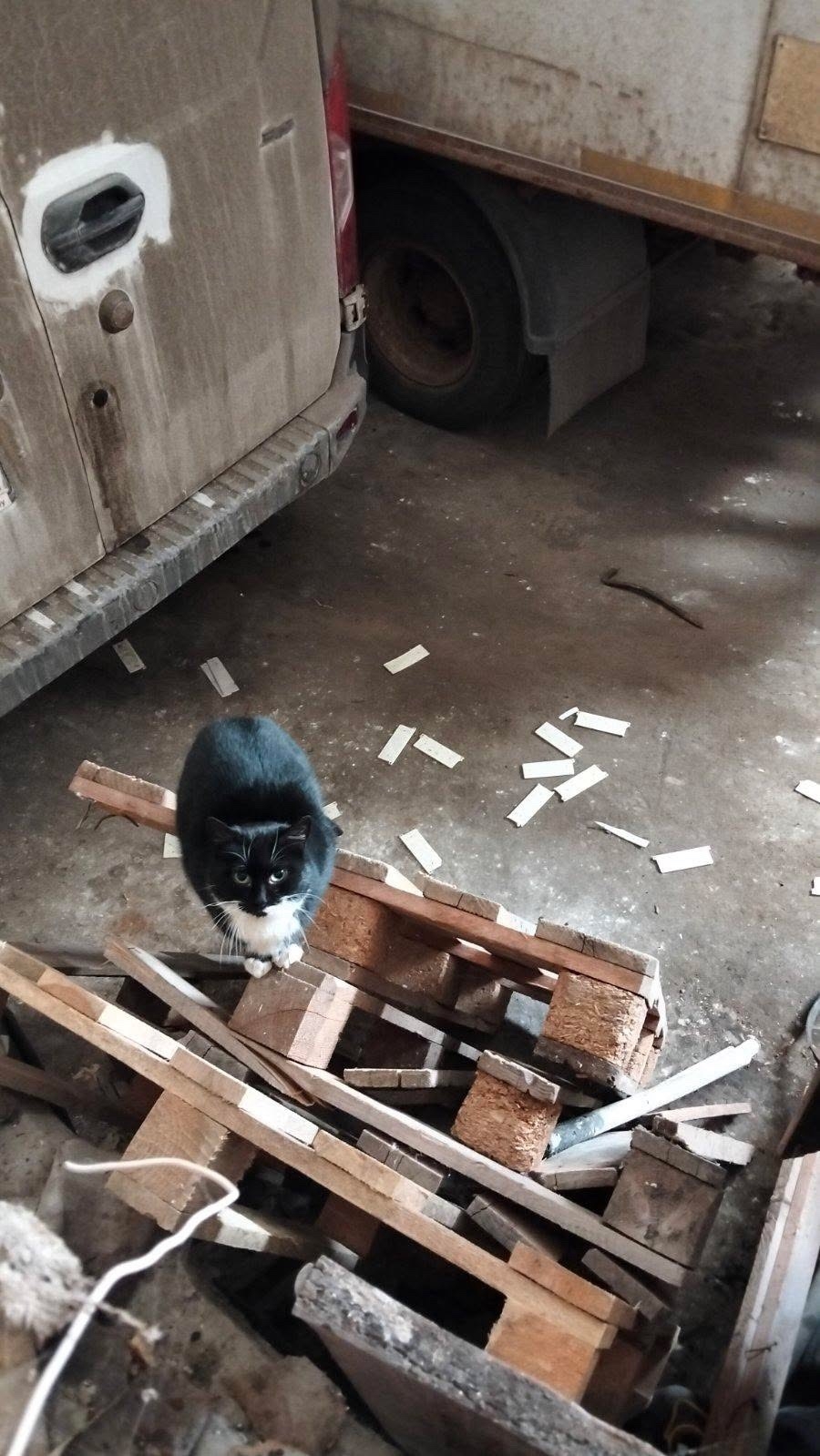 Найдена кошка в Новополоцке — В дом торговли Новополоцка, где разгрузка машин, появился котик.