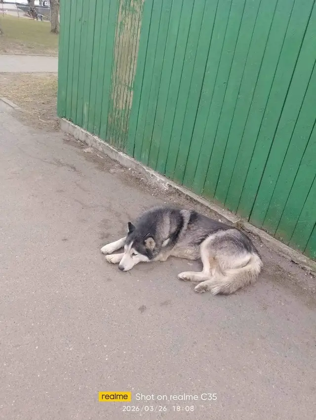 Пропала собака в Новополоцке — г. Полоцк, пересечение улиц Нижне-Покровская и ул. Свердлова. Хаски, разноцветные глаза. Потеряшка?