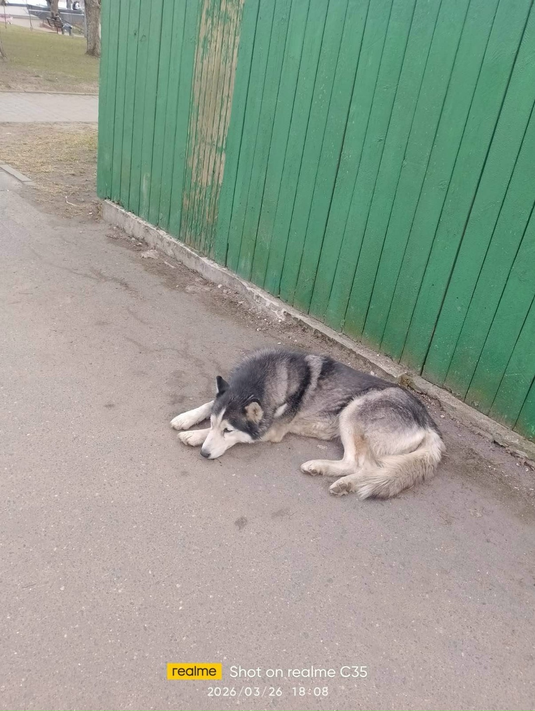 Пропала собака в Новополоцке — г. Полоцк, пересечение улиц Нижне-Покровская и ул. Свердлова. Хаски, разноцветные глаза. Потеряшка?