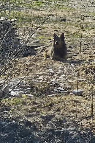 Найдена собака в Новополоцке — появился в деревне Струнье. На въезде на ул. Двинская. с ошейником. может кто потерял. Раньше его…