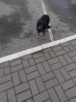 Пропала собака в Новополоцке — Собачка 🐕 небольшая с ошейником или потерянная или выкинули.