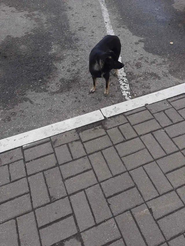 Пропала собака в Новополоцке — Собачка 🐕 небольшая с ошейником или потерянная или выкинули.