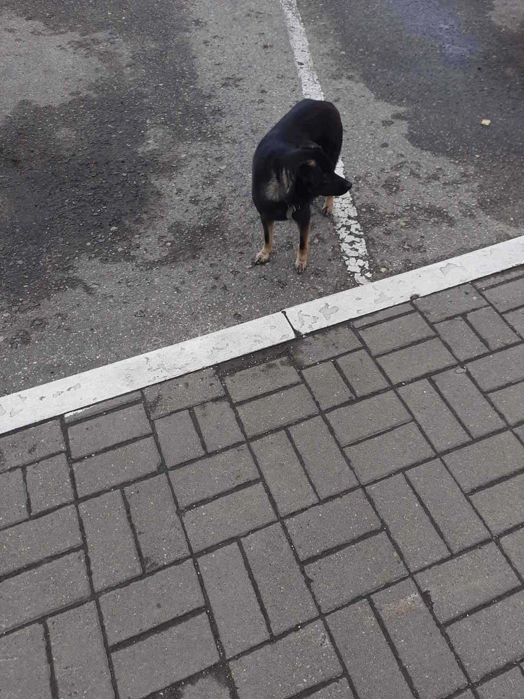 Пропала собака в Новополоцке — Собачка 🐕 небольшая с ошейником или потерянная или выкинули.