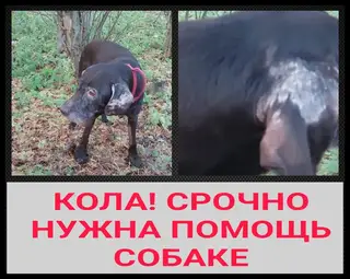 Найдена собака в Лиде — КОЛА. СРОЧНО НУЖНА ПОМОЩЬ ПОЖИЛОЙ СОБАКЕ . РОЗЫСК ХОЗЯИНА. ПОИСК КУРАТОРОВ, ПЕРЕДЕРЖКИ