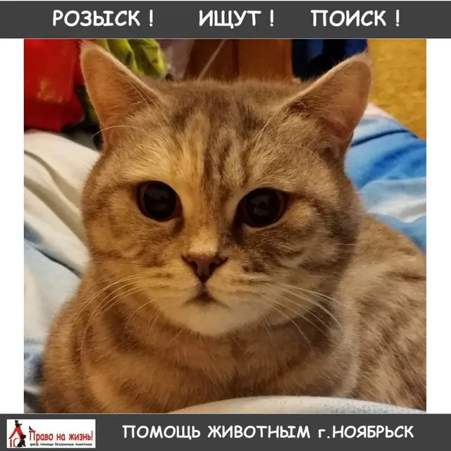Пропала кошка в Дзержинске — фото объявления