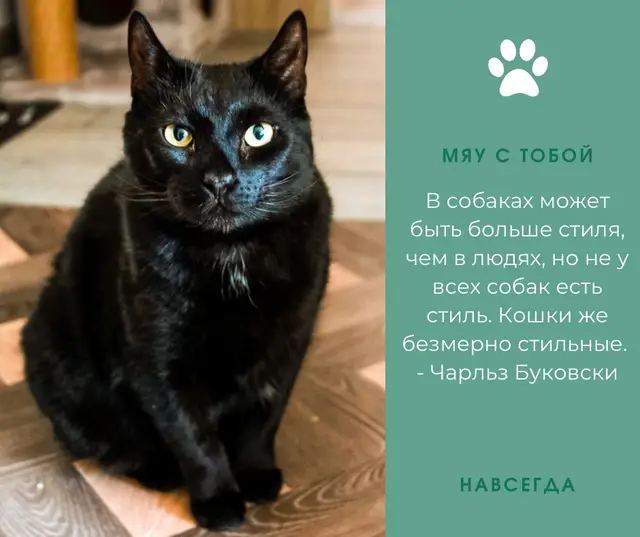 Найдена кошка в Берёзе — Я всегда хотела черного кота.