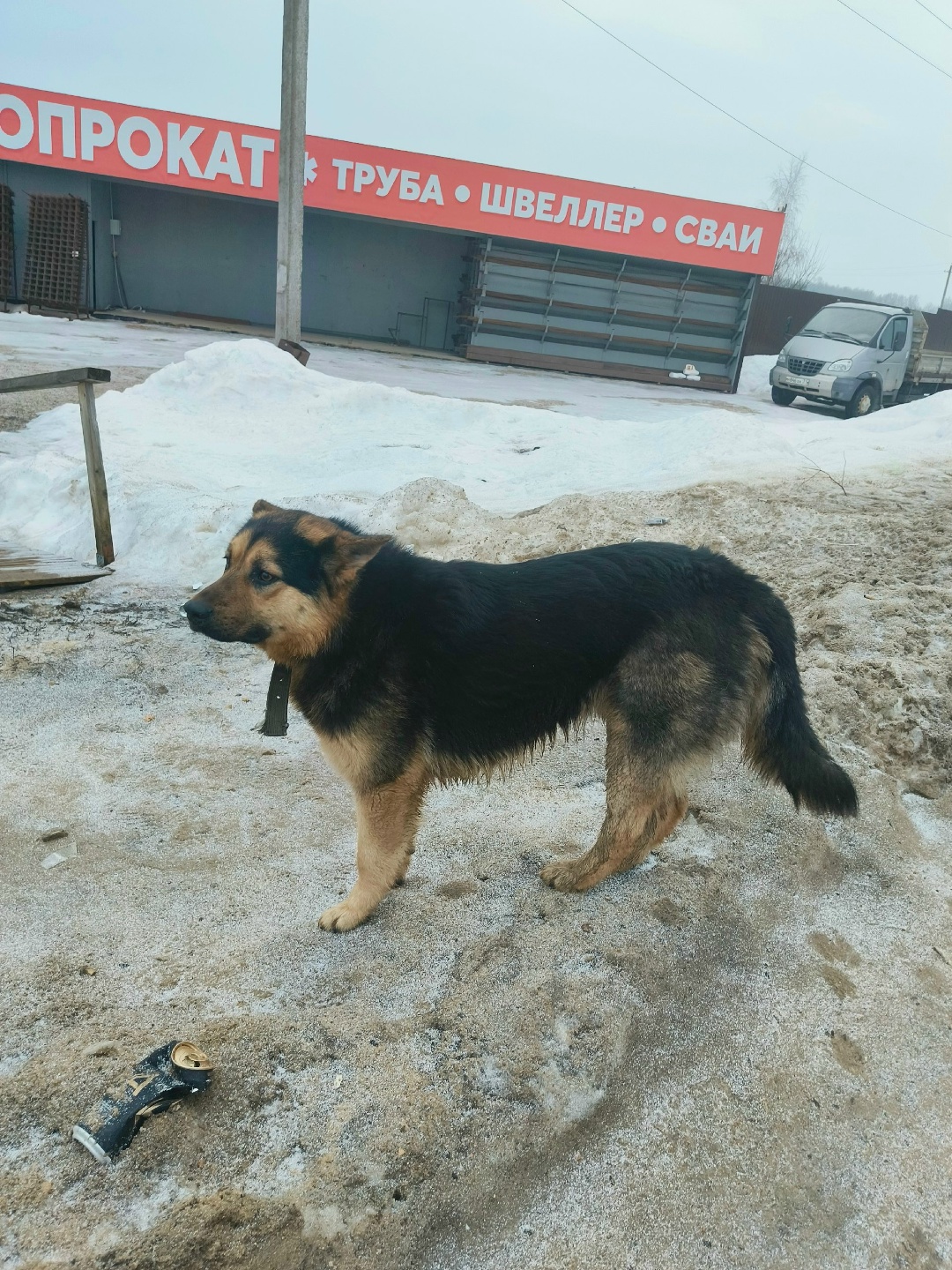 Найдена собака в Горках — В Малахово на остановке бегает пес, с ошейником..