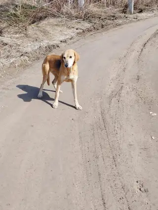 Найдена собака в Горках — Здравствуйте. Не могли бы разместить в соц. сетях в Заокском . У нас в деревне Волковичи, с месяц, как…