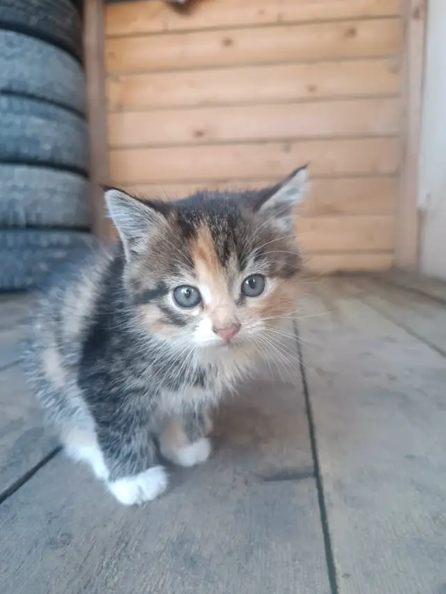 Пропала кошка в Горках — Здравствуйте! Убежали из дома 4 котёнка, 2 рыжих и 2 трёхцветных. Просьба🙏🏻 если найдете позвоните по…