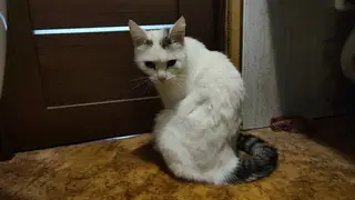 Найдена кошка в Горках — Заокский! Пропал котик,кастрированный, если он у Вас или Вы его видели- напишите пожалуйста в личку…
